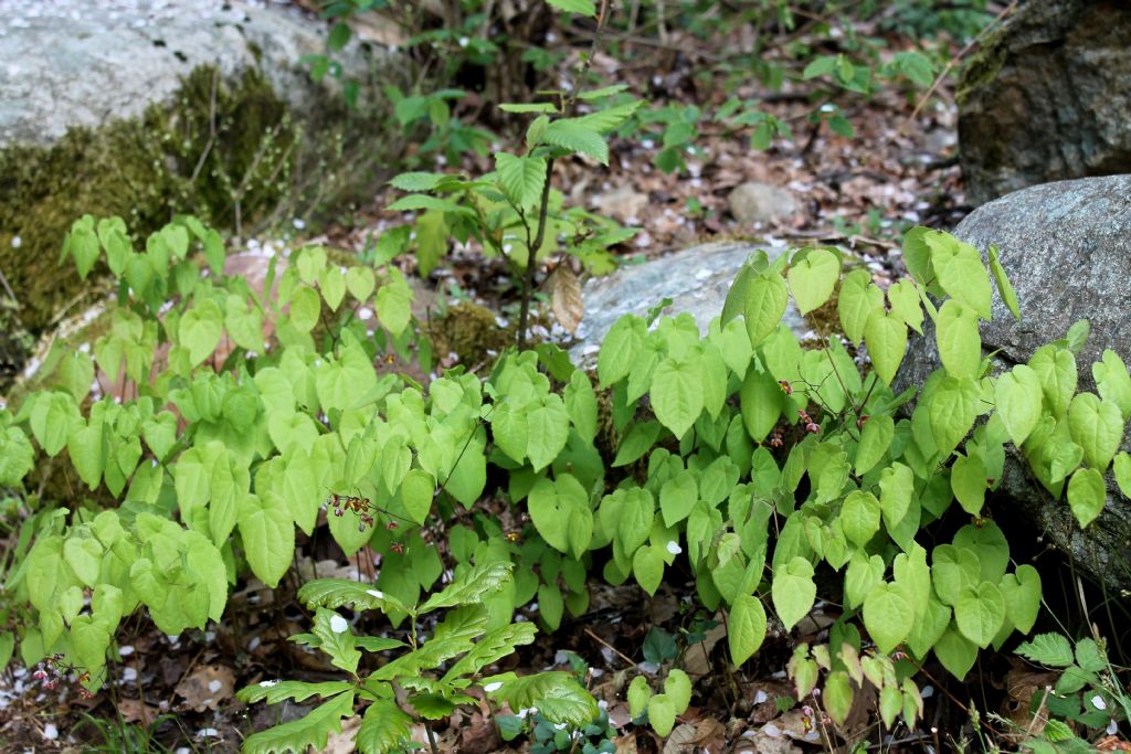 Epimedium alpinum